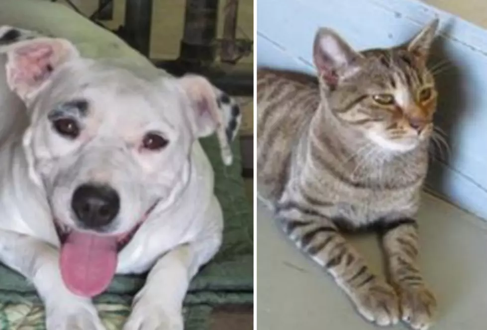 Smiley and Picaso – Humane Society Pets of the Week!