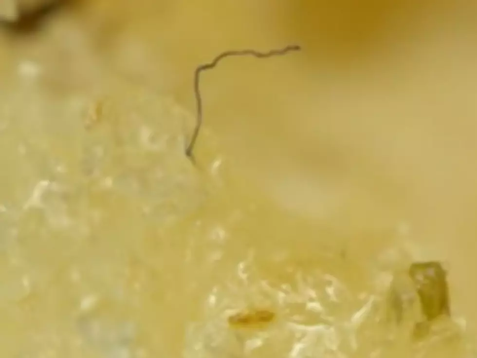 See Chicken McNuggets Under a Microscope [VIDEO]