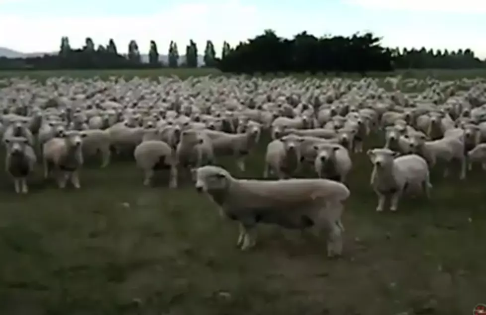 Video Proves Sheep Will Protest Anything