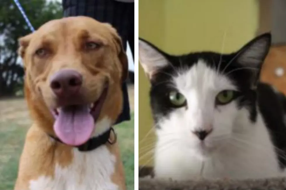 Aaron and DeeDee – Humane Society Pets of the Week!