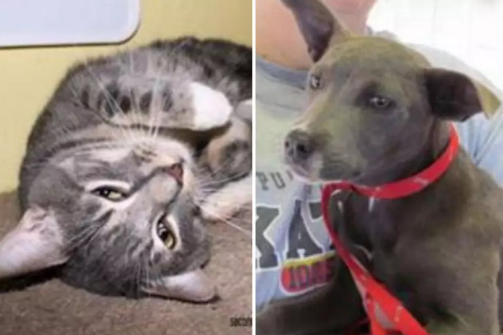 Ash and Coconut – Humane Society Pets of the Week!