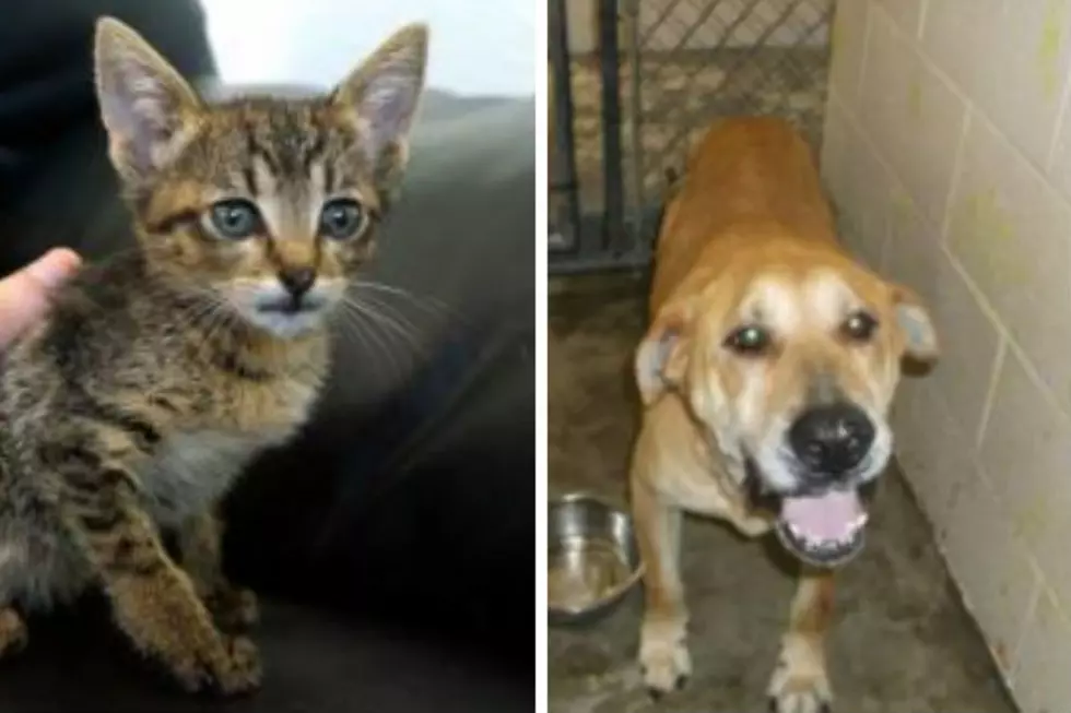 Bengal and Wesley – Humane Society Pets of the Week!