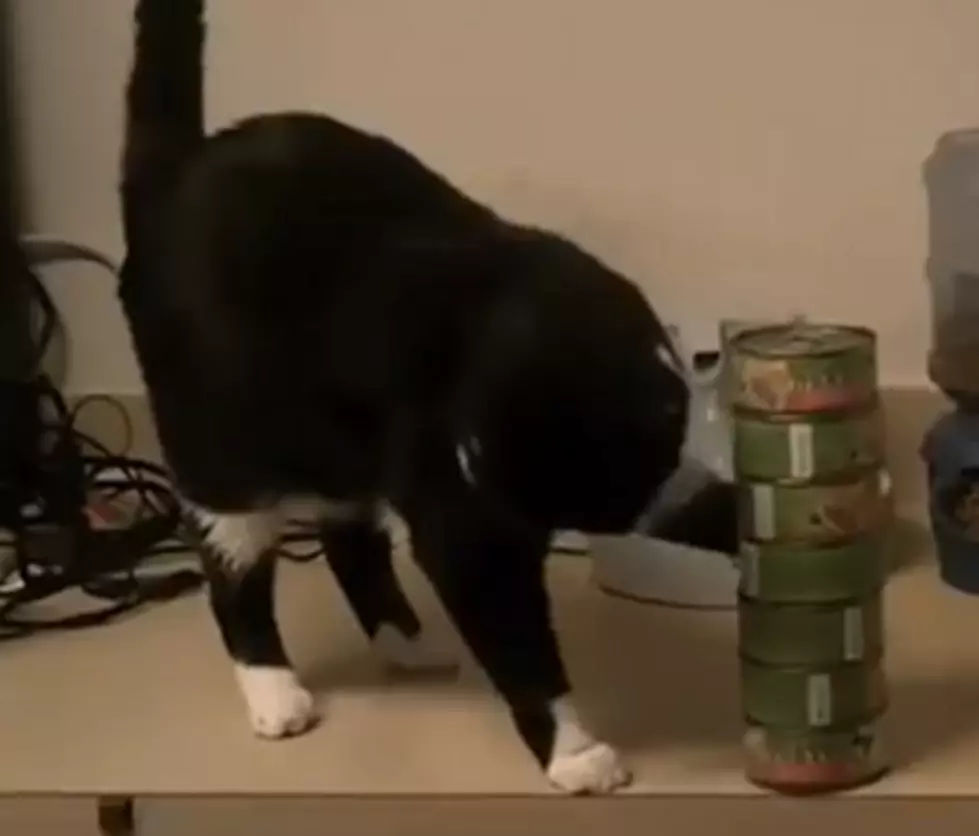 Cats Continue to Prove They Are Jerks [VIDEO]