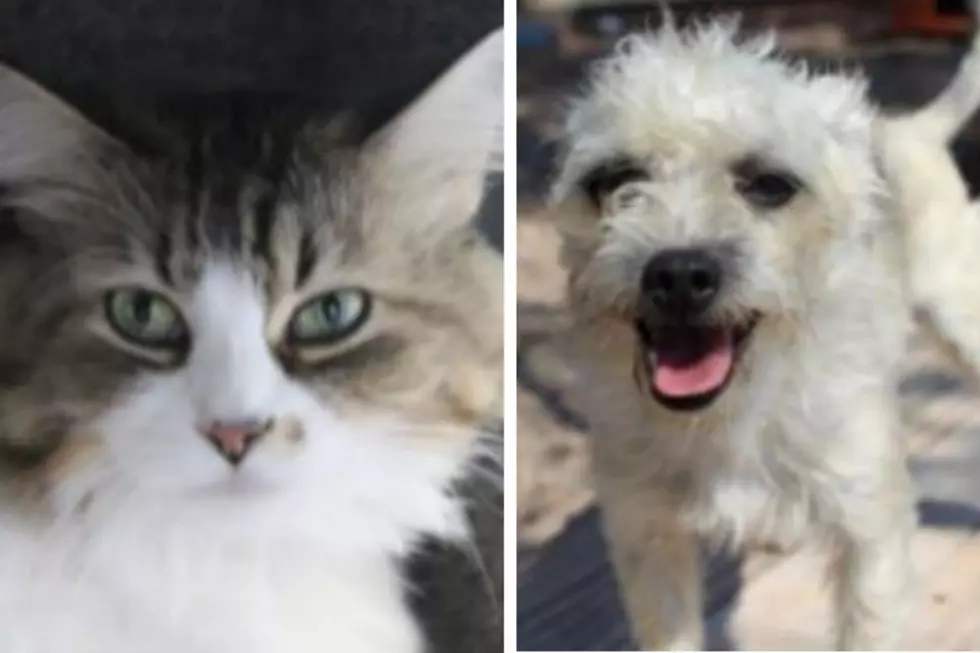 Texoma and Rags – Humane Society Pets of the Week!