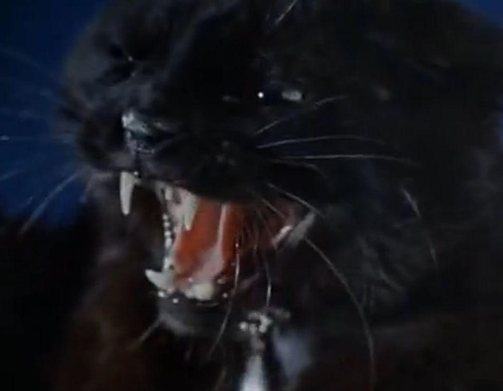 Freaky Cats on Film: The Supercut [VIDEO]