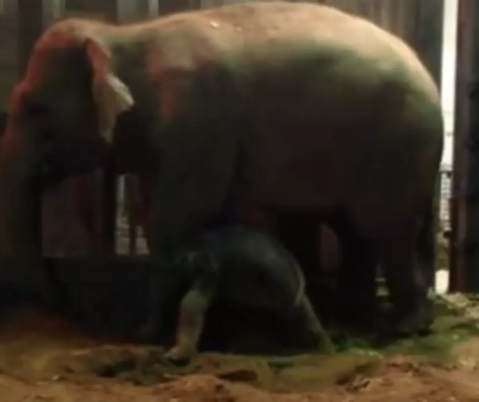 Baby Elephant Learns to Stand for First Time [VIDEO]