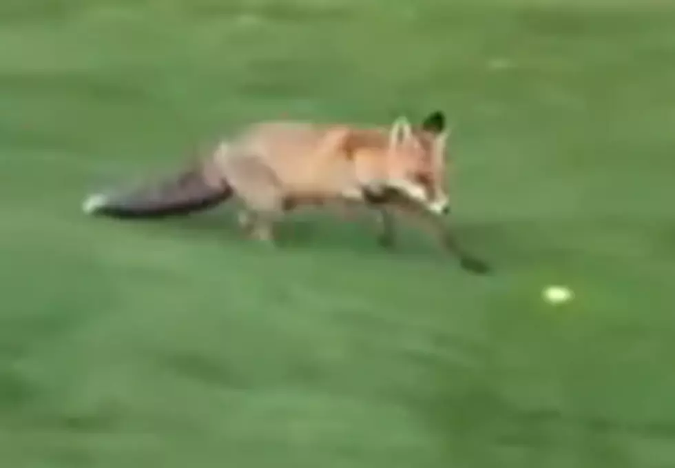 Fox Stealing Balls at Golf Course [VIDEO]