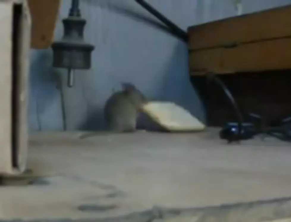 Determined Mouse Really Wants His Cracker [VIDEO]