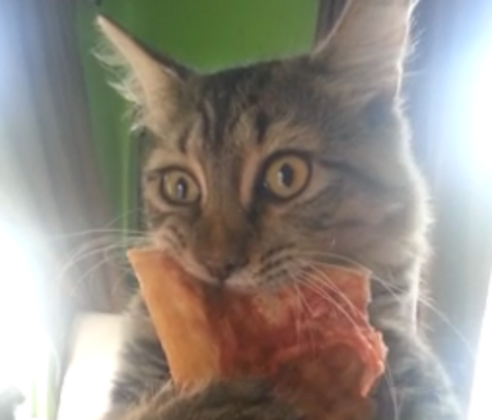 This Kitty Will Not Hand Over the Pizza. Ever. [VIDEO]