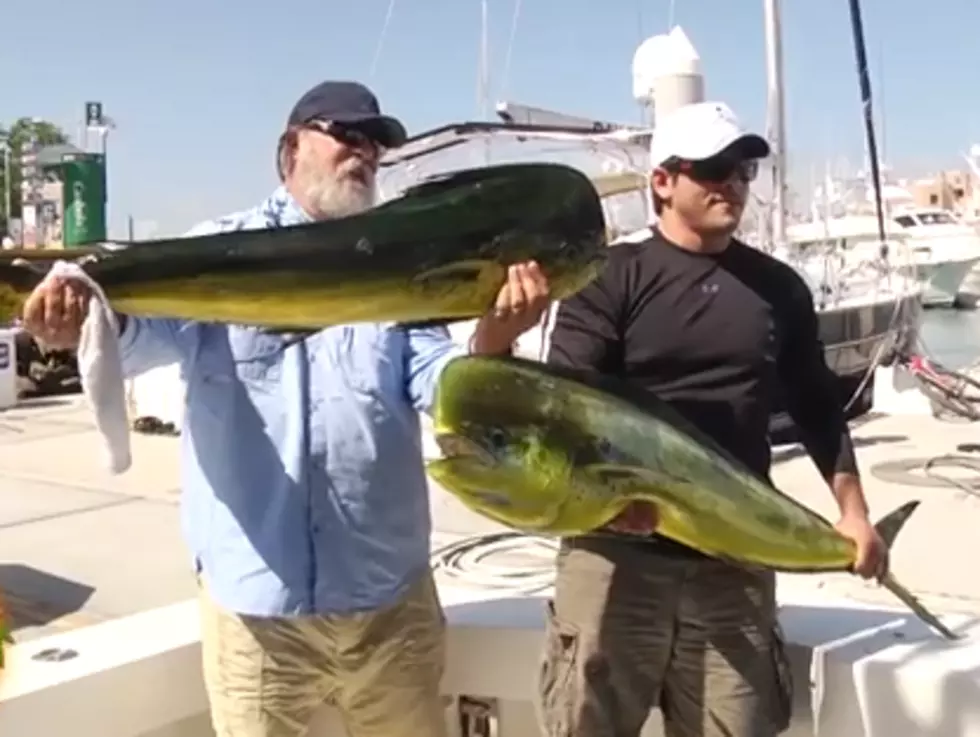 Sea Lion Steals Monster Fish [VIDEO]
