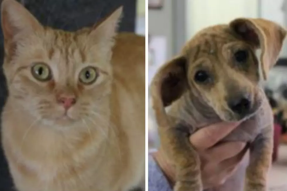 Tiger Lilly2 and Chiquita – Humane Society Pets of the Week!