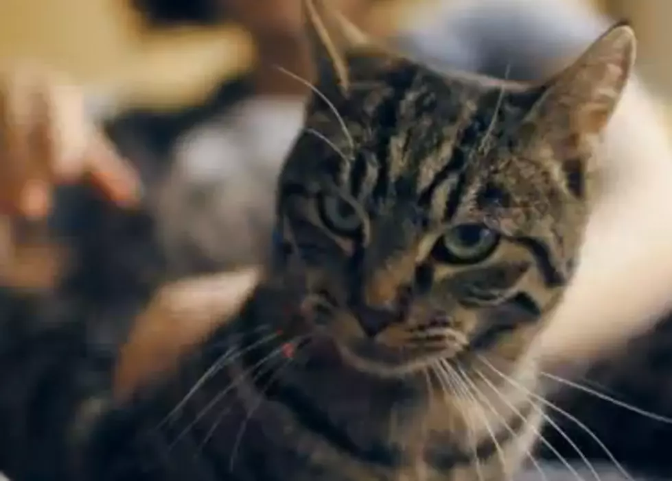 A Guide for Cats – How to Take Care of a Human [VIDEO]