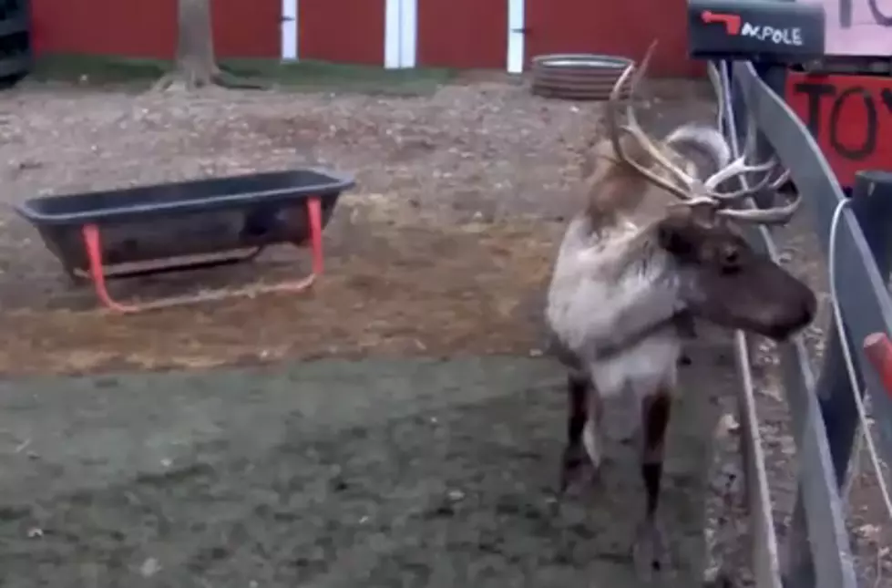 Keep an Eye on Santa’s Reindeer with Live Feed