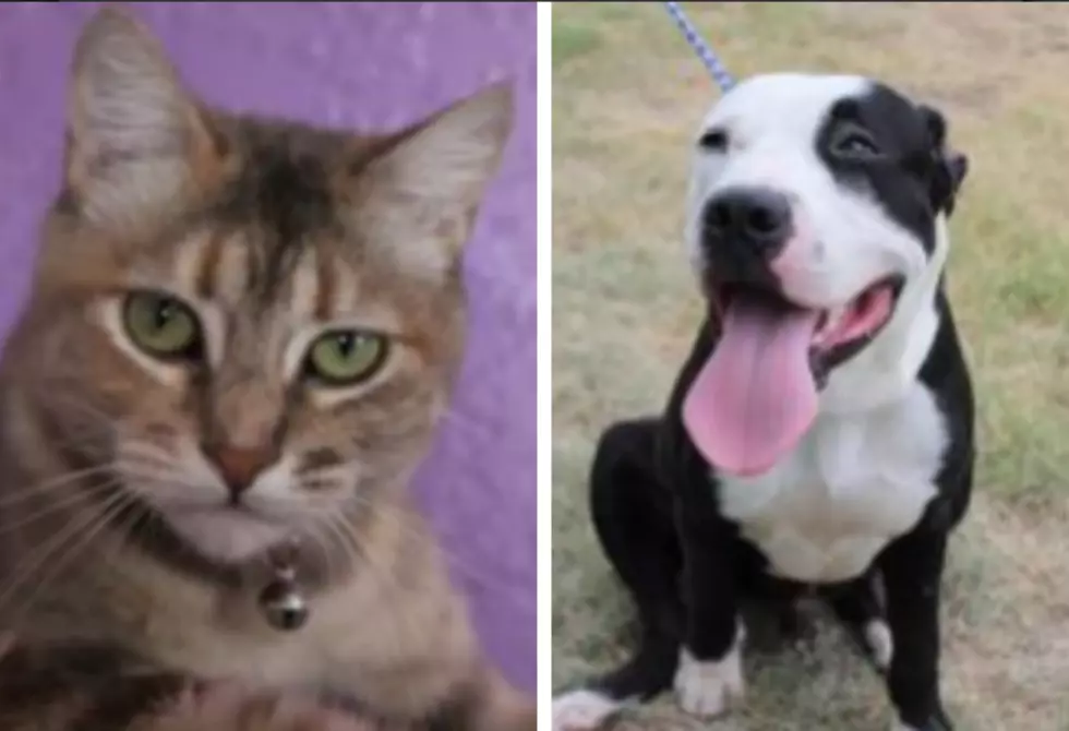 Libby and Zeus – Humane Society Pets of the Week!