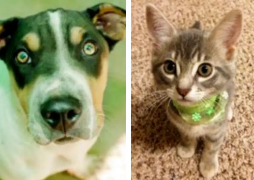 Roo Roo and Brussel Sprout – Humane Society Pets of the Week!