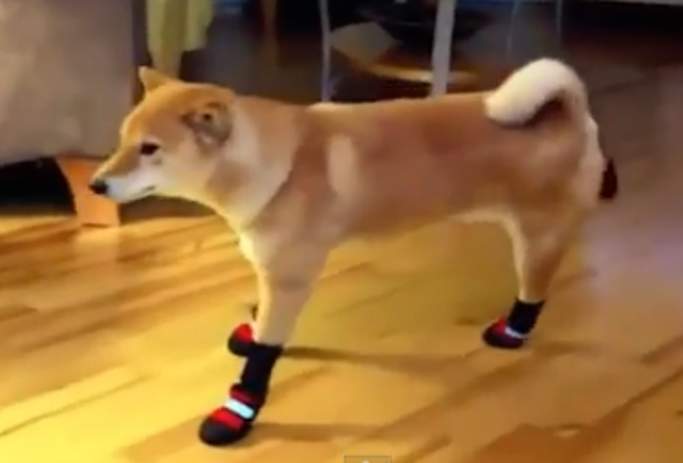 In the Battle of Dog Vs. Boots, the Boots Are Winning [VIDEO]