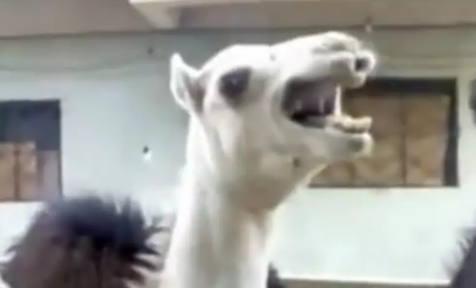 And Now – The Camel That Laughs Like Peter Griffin [VIDEO]