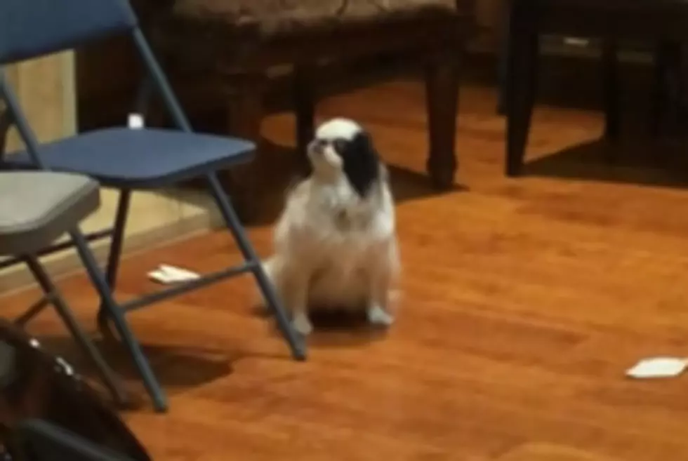 Lonely Dog Pouts at Birthday Party [VIDEO]