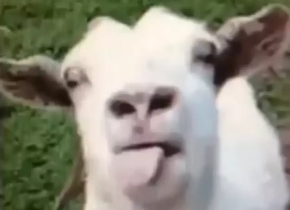 Forget Screaming Goats – This Goat Has a Better Sound [VIDEO]