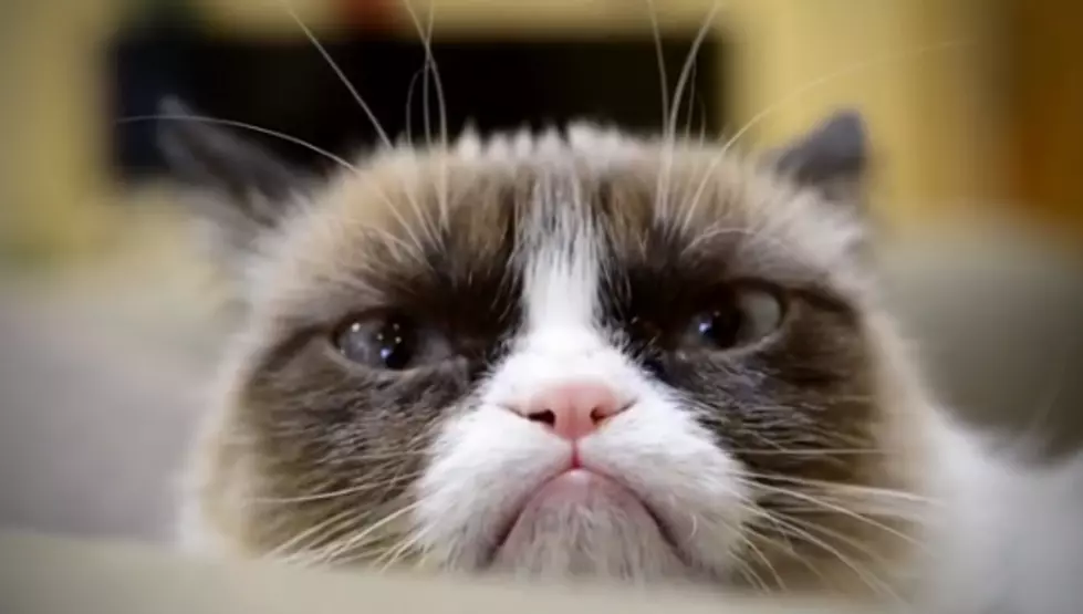 The Grumpy Cat Christmas Video is Here!