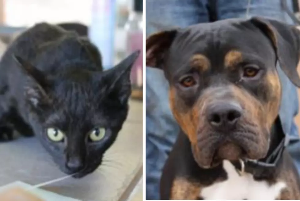 Scarlet Kitten and Hambone – Humane Society Pets of the Week!