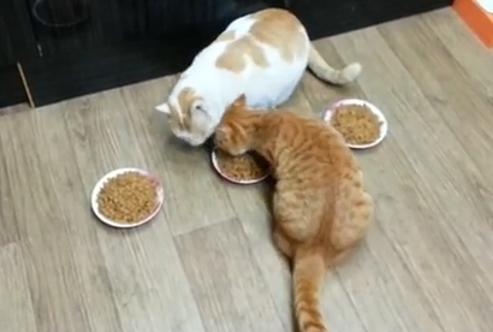 Video Proves that Cats are Jerks