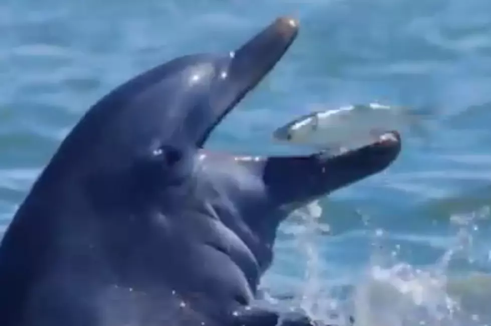 Scientists Discover that Dolphins Like to Get Stoned [VIDEO]