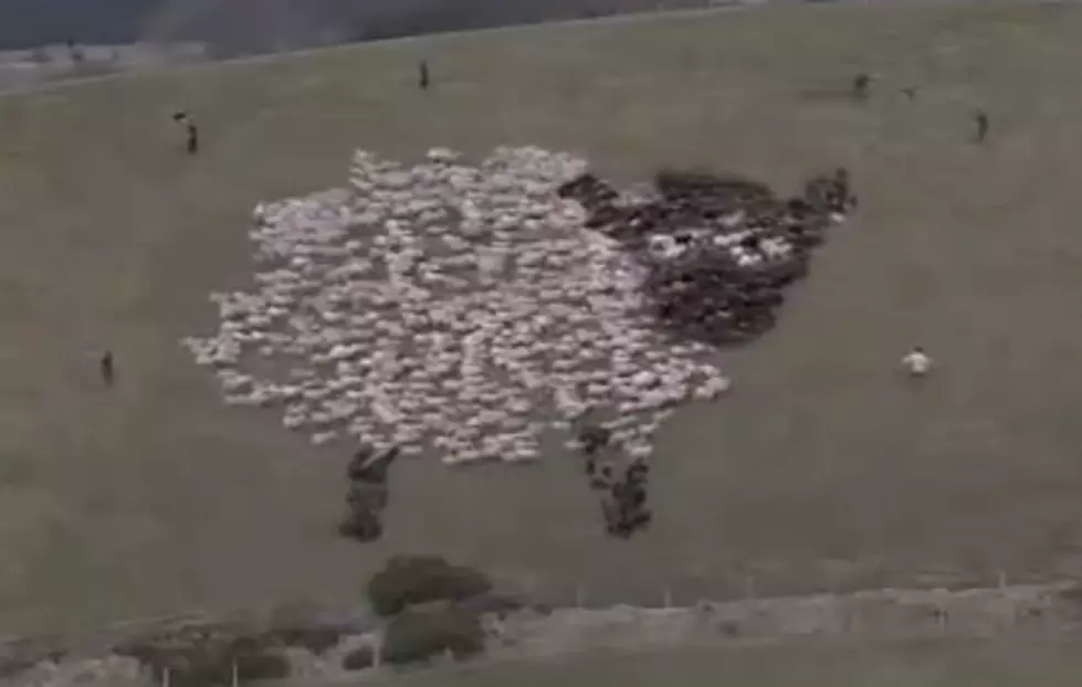 Get Into the Holiday Spirit with Extreme Shepherding! [VIDEO]