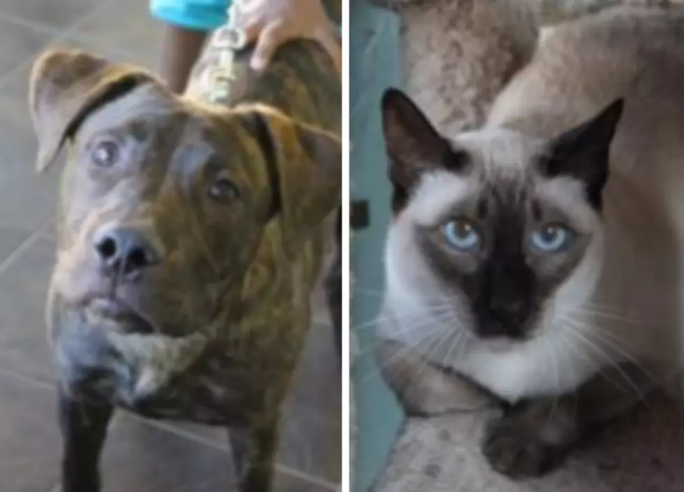 Spirit and Chomper – Humane Society Pets of the Week!