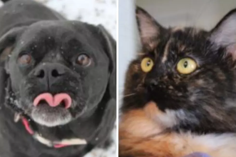 Effie and Sarah – Humane Society Pets of the Week!
