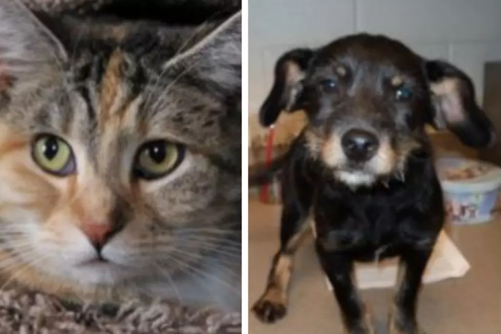 Nibbles and Rory – Humane Society Pets of the Week!