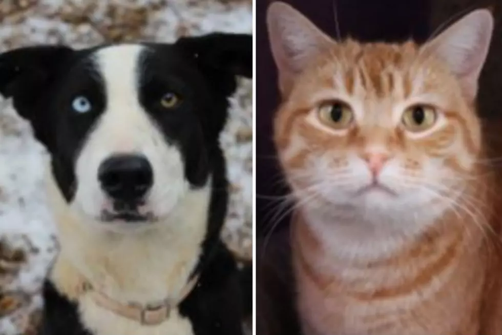 Sassy and Lotus – Humane Society Pets of the Week!