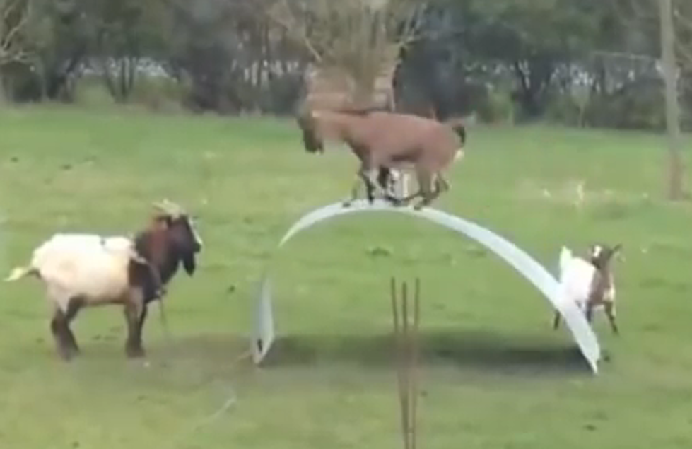 Goats on Sheet Metal – Now With Cartoon Sounds! [VIDEO]