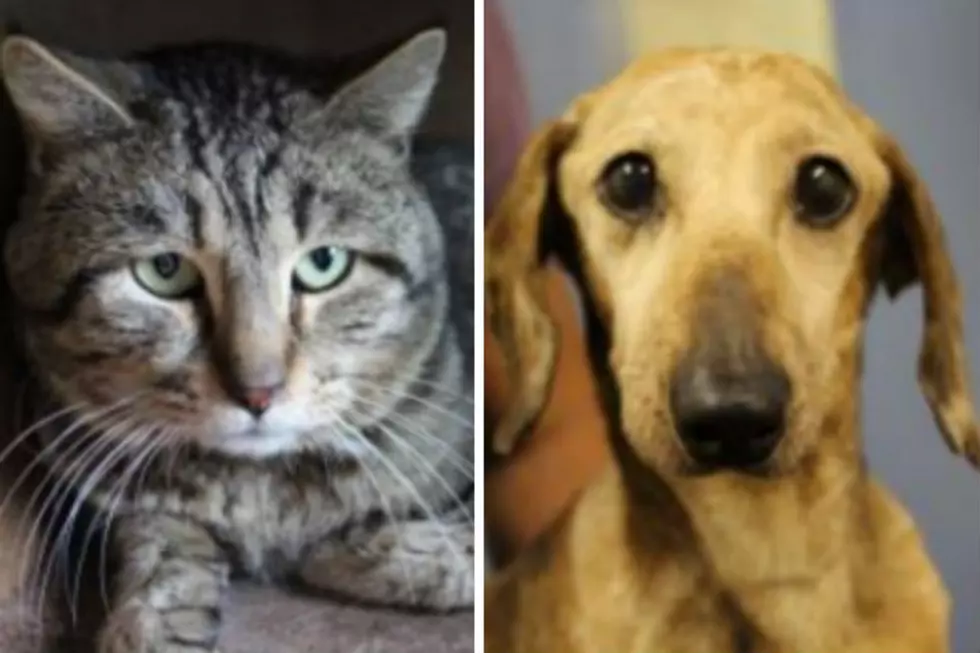 Charlie and Clyde – Humane Society Pets of the Week!