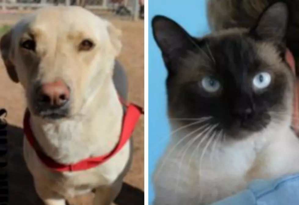 Smooches and Oliver – Human Society Pets of the Week!