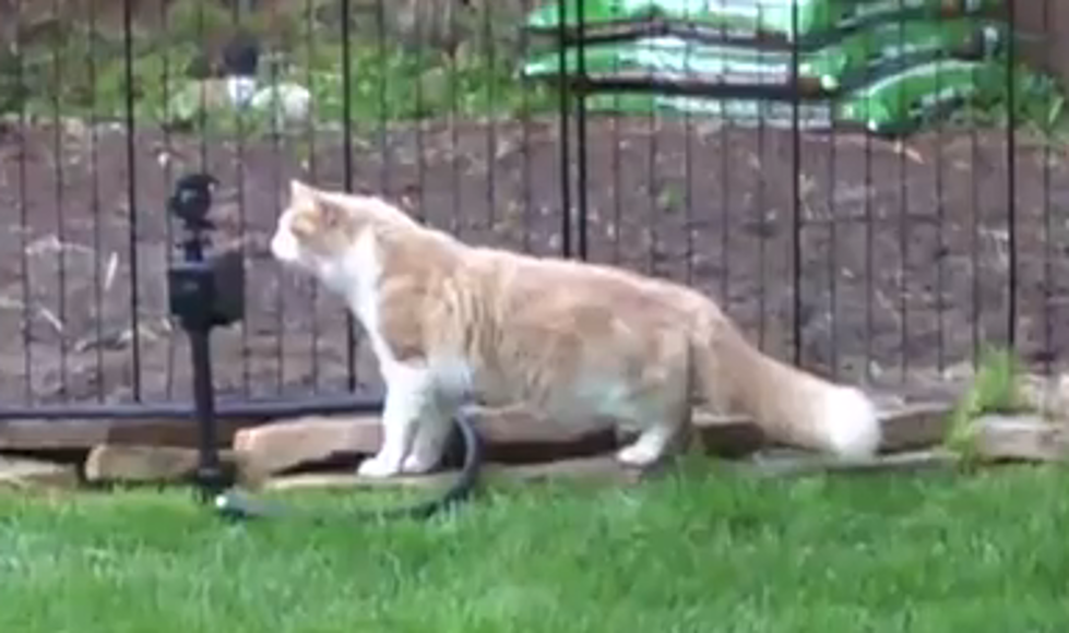 The Best Unexpected Cat Jumps of All Time [VIDEO]