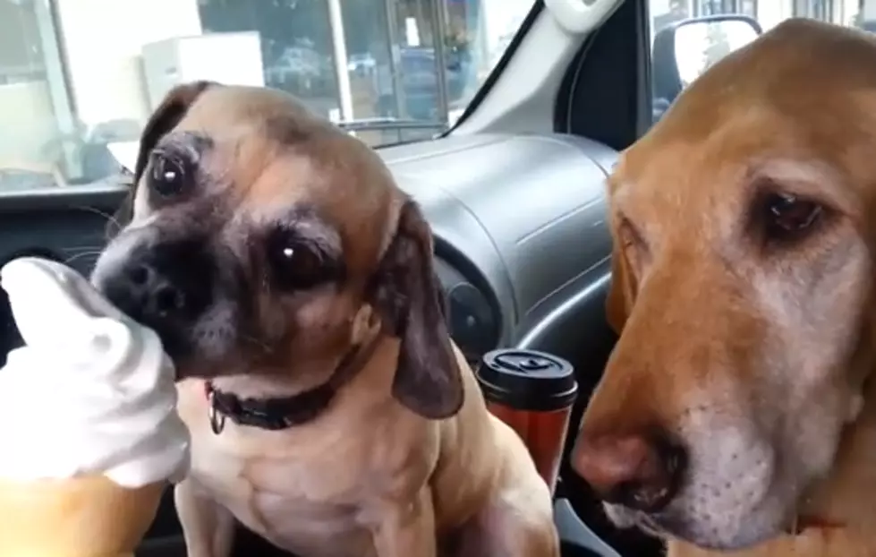 When Buying Your Dogs Ice Cream, Know Which One Gets the First Lick [VIDEO]