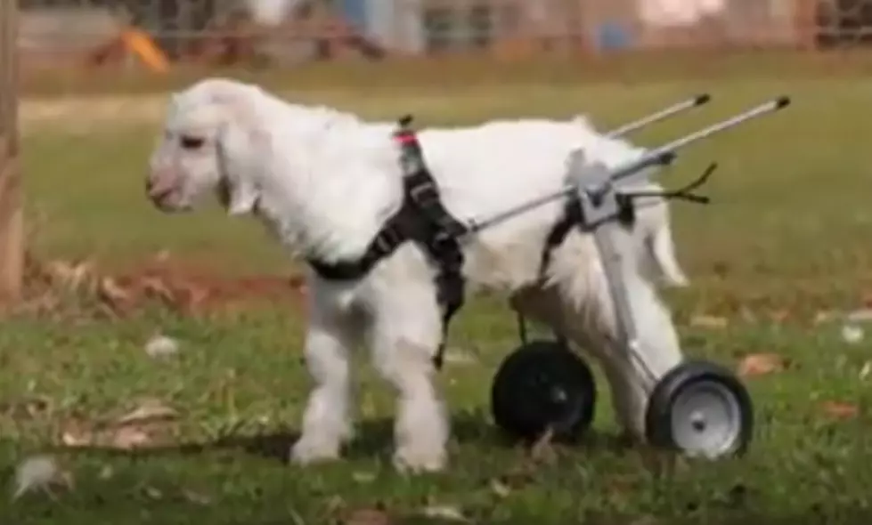 Check Out This Goat in a Wheelchair [VIDEO]