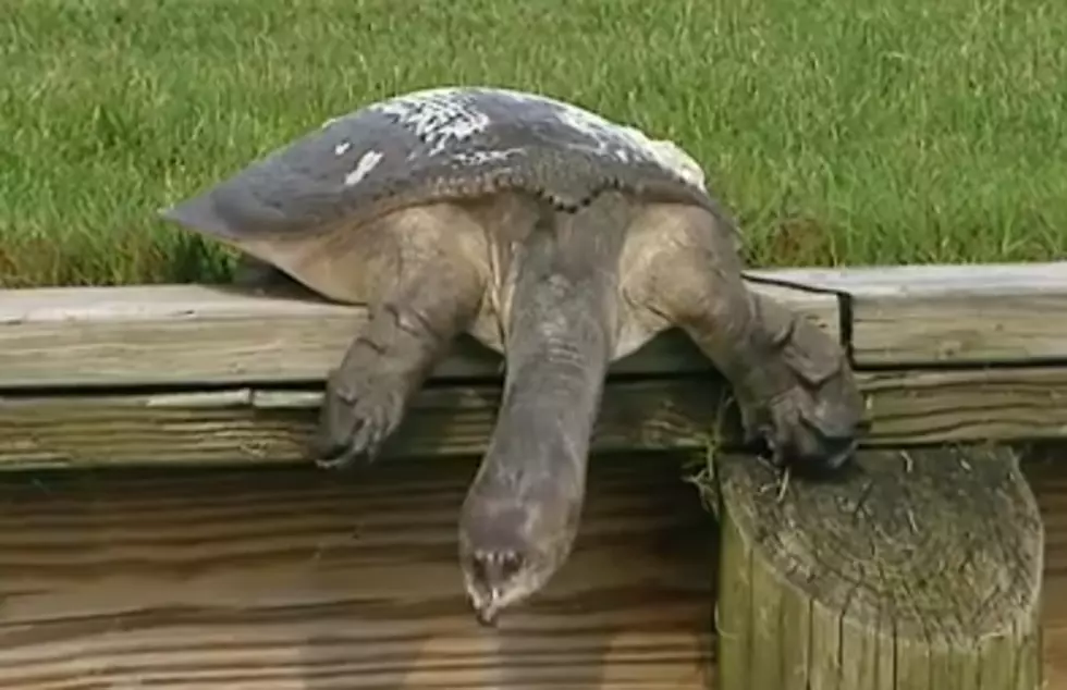 This Turtle is Much More Interesting Than Golf [VIDEO]