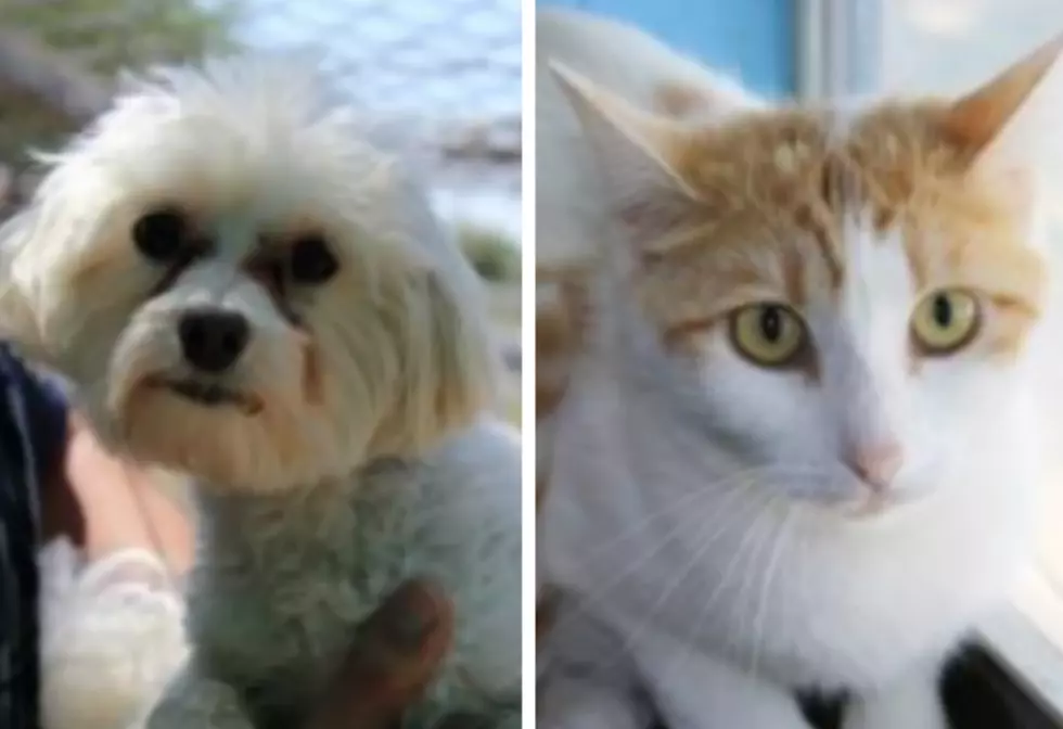 Wyatt Earp and Demi – Humane Society Pets of the Week!