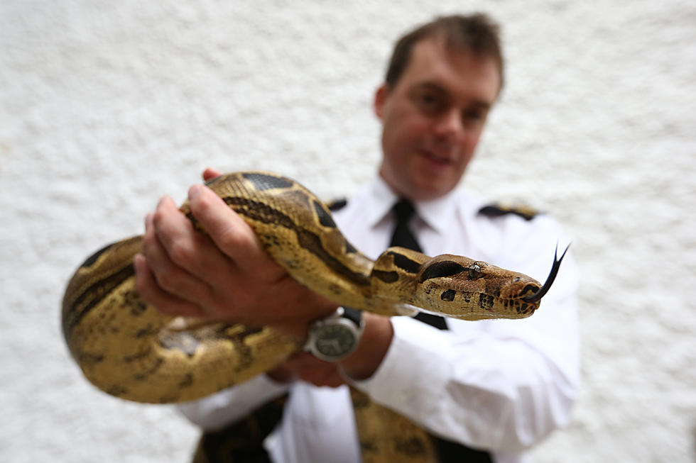 6-Foot Boa Constrictor on the Loose in Wichita Falls