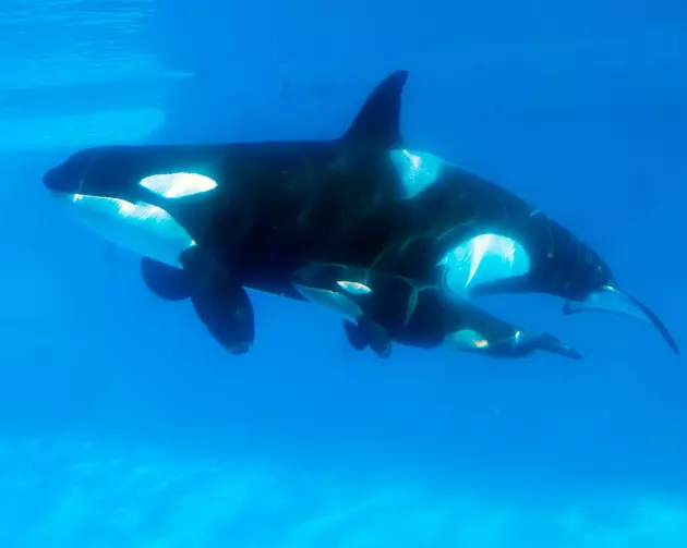 SeaWorld Announces No New Generations of Orcas at Parks