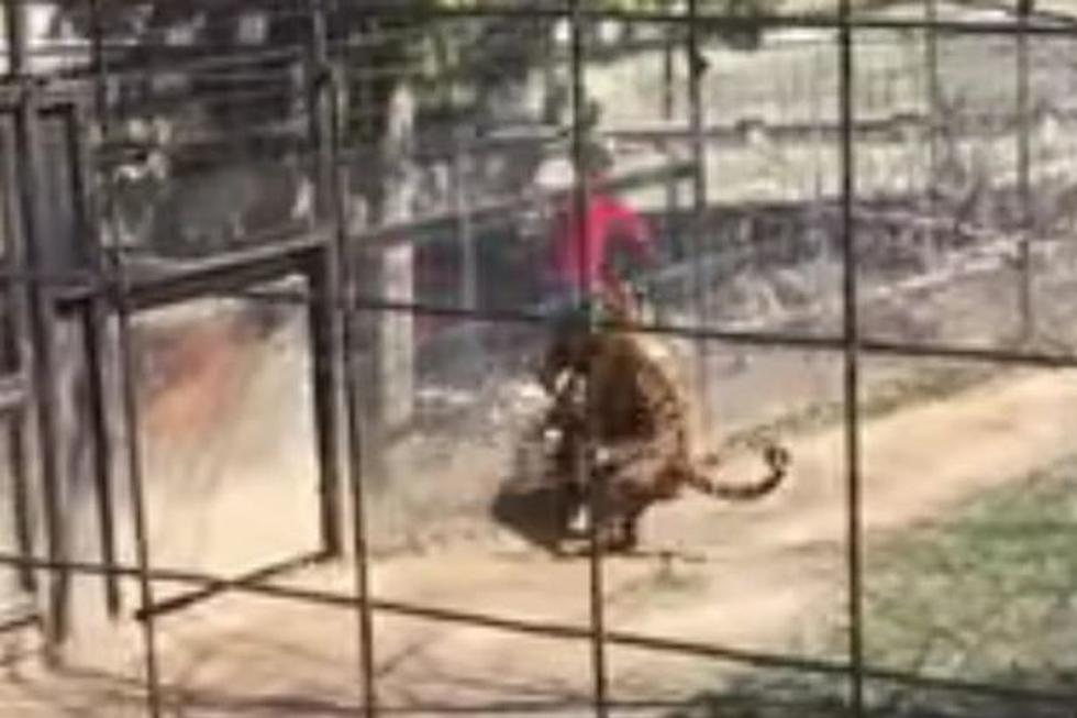 Watch an Imbecile Jump Into a Zoo’s Tiger Enclosure