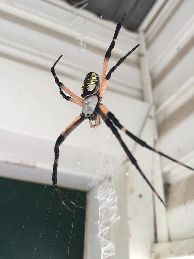 East Texas Spider Web So Big It Caught A Bird Photos
