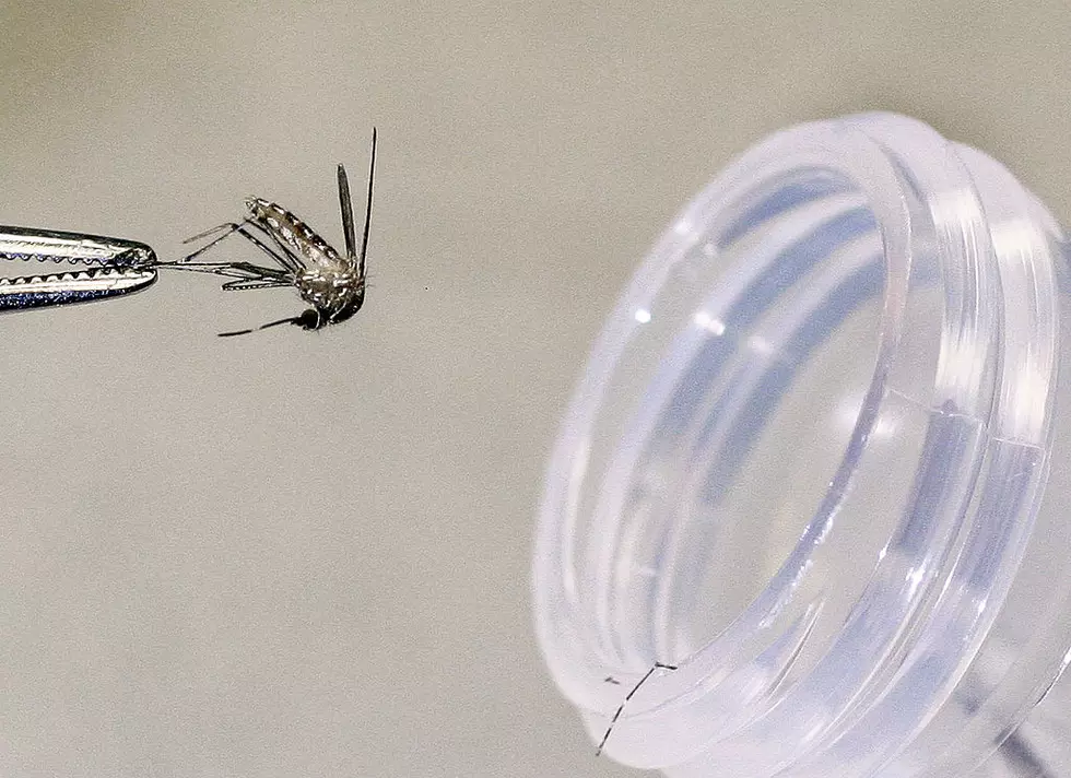 Wichita Falls Mosquitoes Test Positive for First Case of West Nile Virus in 2016