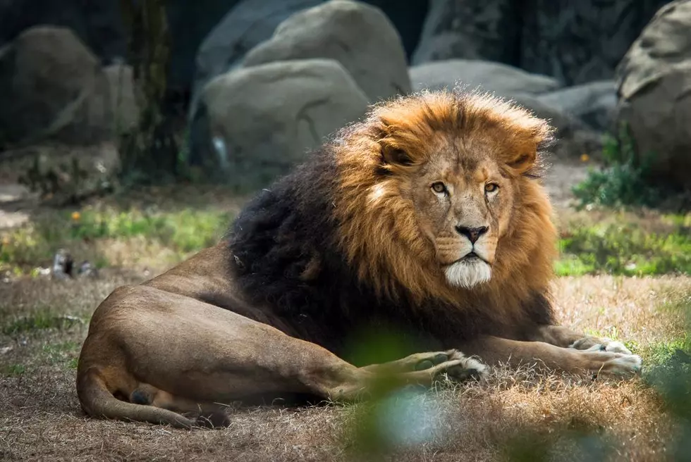 Houston Zoo Announces Passing of 18-Year-Old Lion