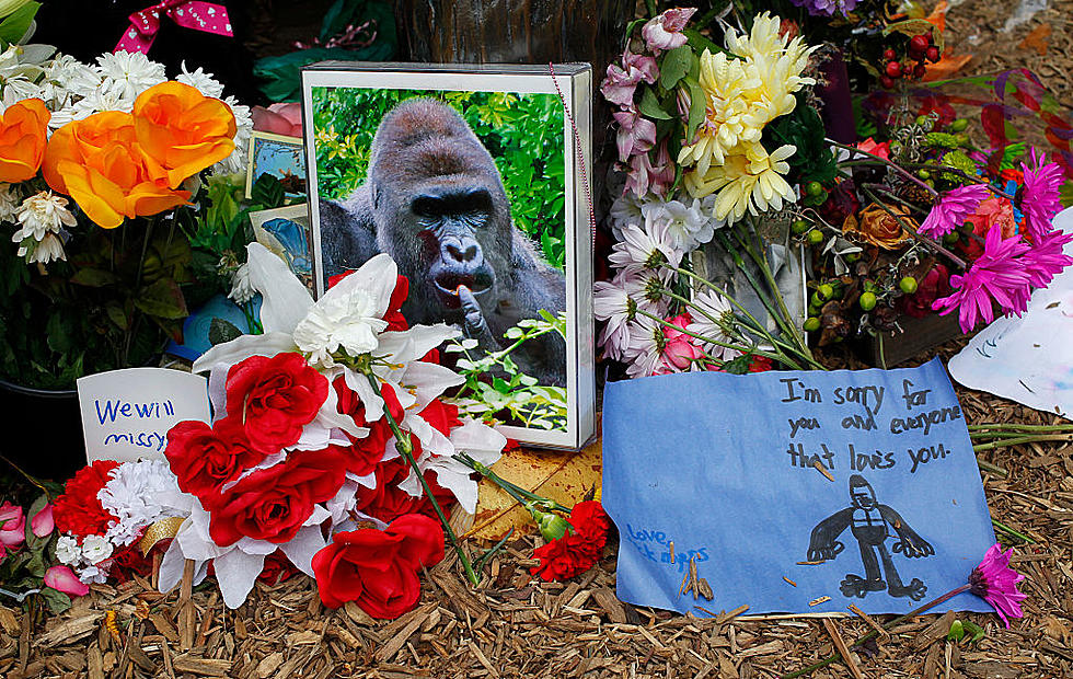 'Closer' as Harambe Tribute Song