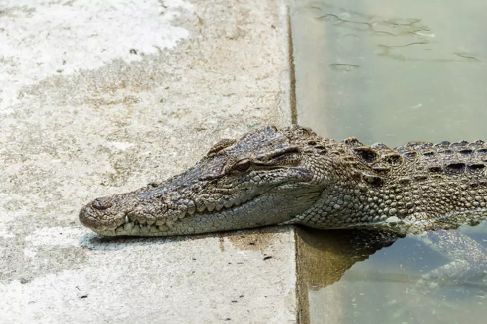 Crocodile Attack on Swimming Couple Caught on Video