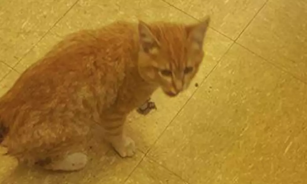 Several Cats in Iowa Park Found With Their Tails Brutally Ripped Off [UPDATED]