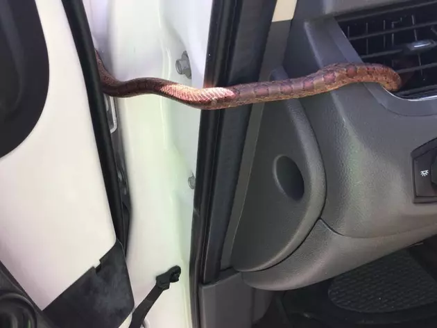 Driver Surprised by Snake Slithering Out of Air Conditioner Vent
